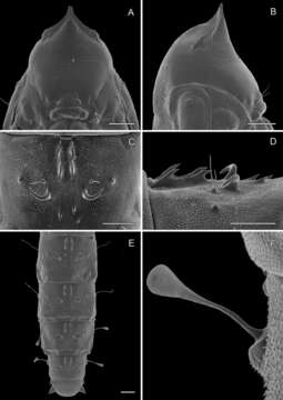 Image de Phyllocnistinae