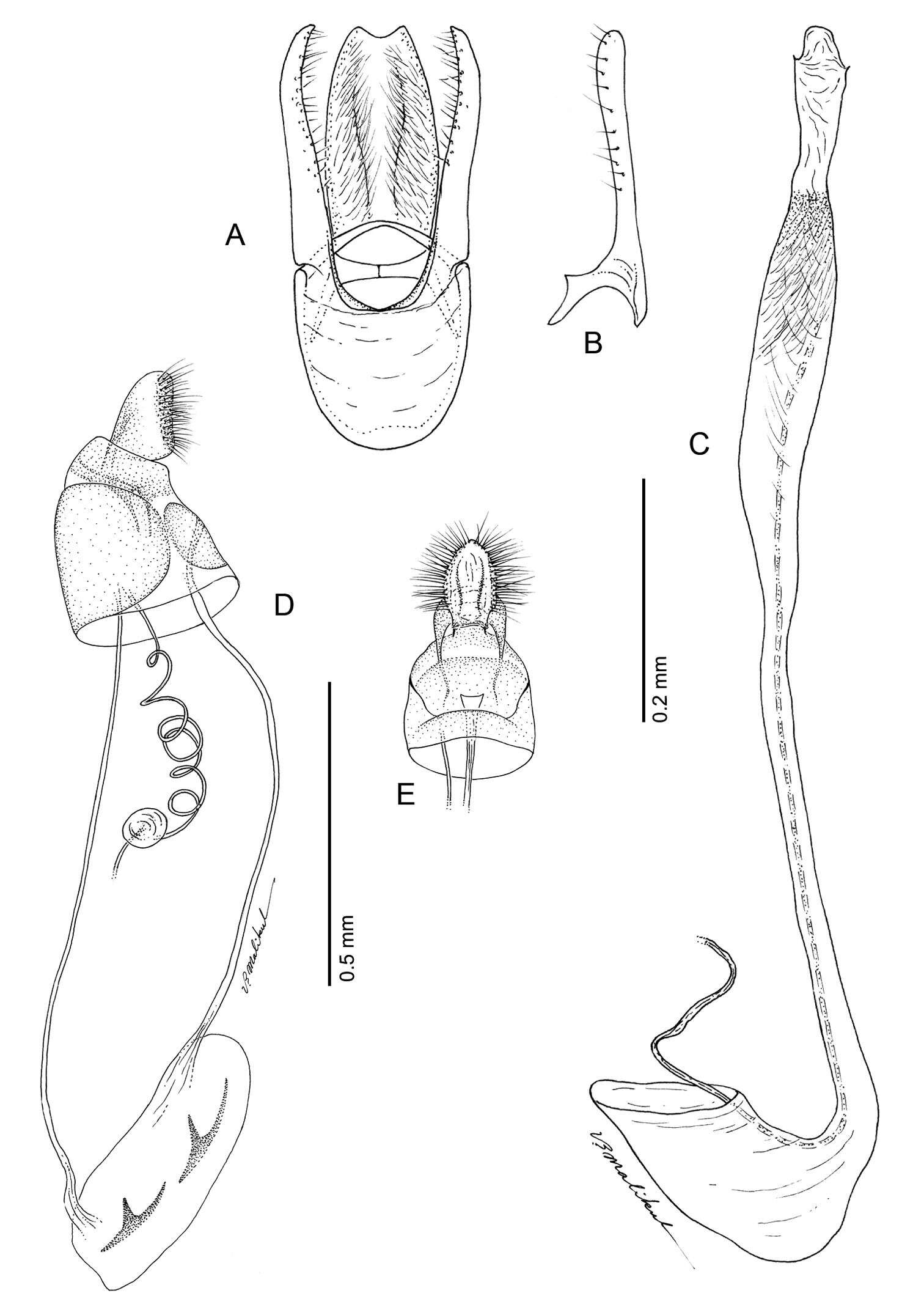 Image of Phyllocnistinae