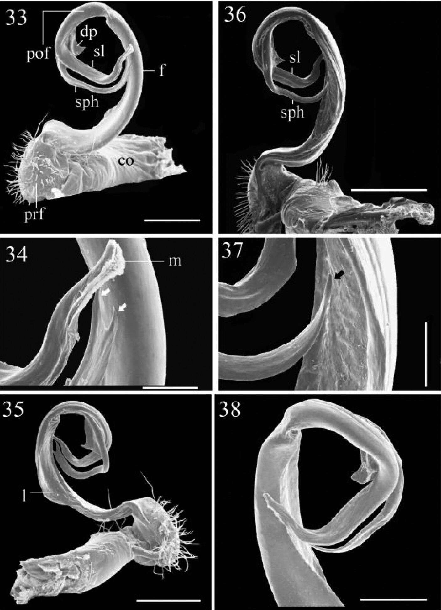 Image of Flat-backed Millipedes