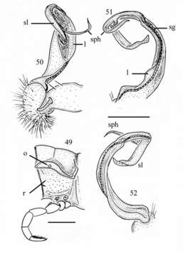 Image of Flat-backed Millipedes