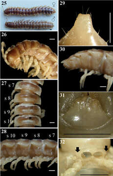 Image of Chamberlinius sublaevus Chen, Golovatch, Chang & Chen 2011