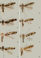 Слика од Macrosaccus neomexicanus Davis
