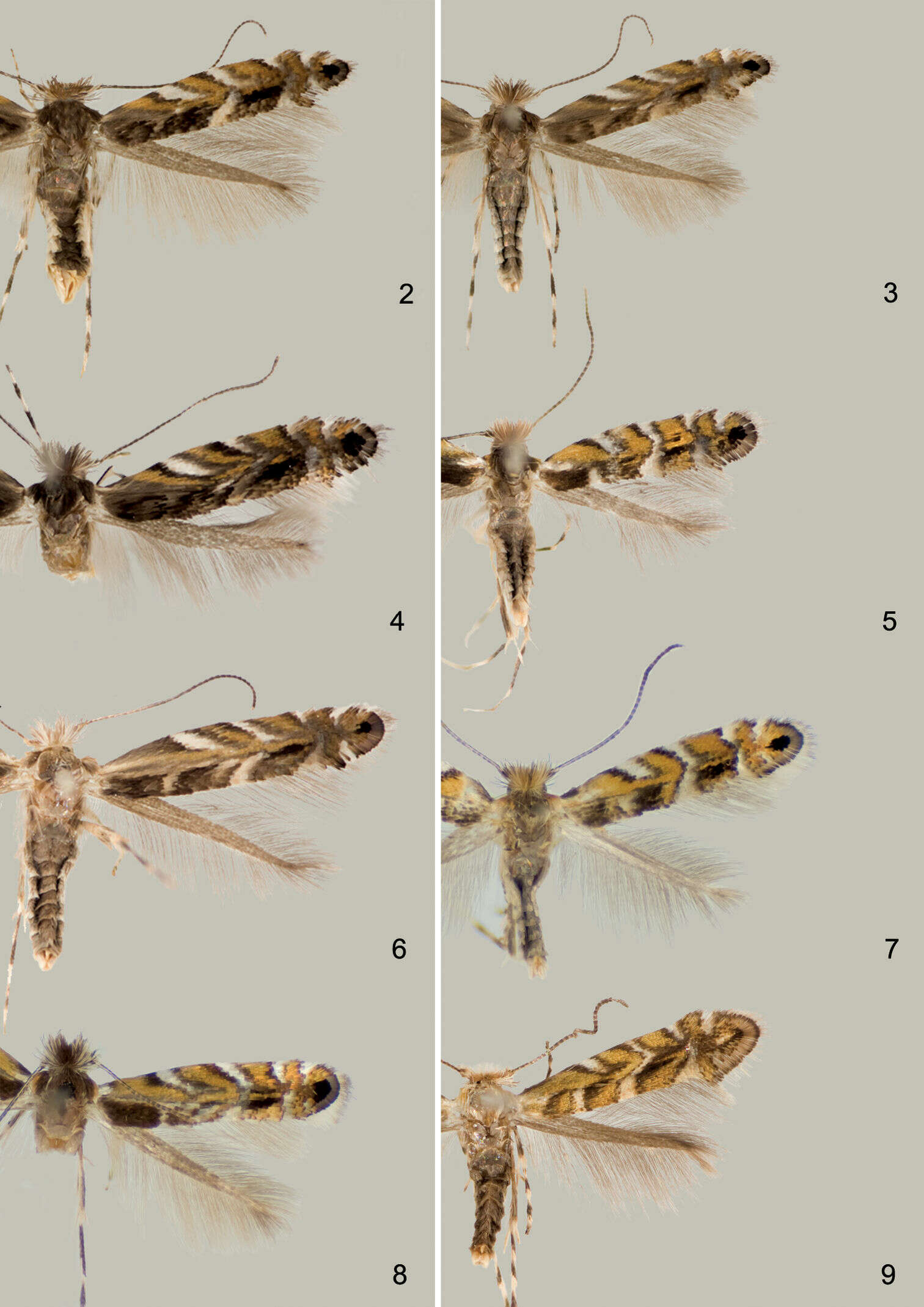 Слика од Macrosaccus neomexicanus Davis