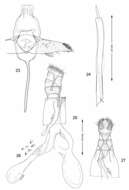 Слика од Macrosaccus neomexicanus Davis