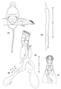 Слика од Macrosaccus neomexicanus Davis
