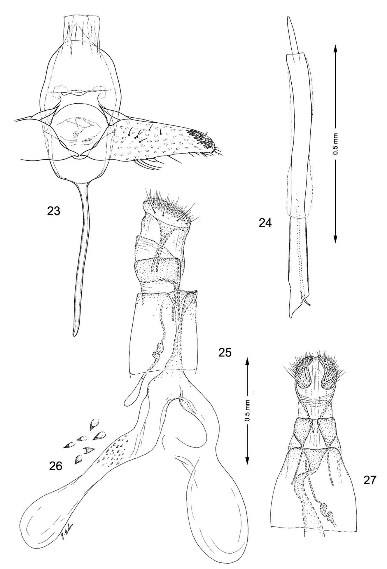 Слика од Macrosaccus neomexicanus Davis