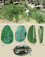 Слика од Macrosaccus neomexicanus Davis