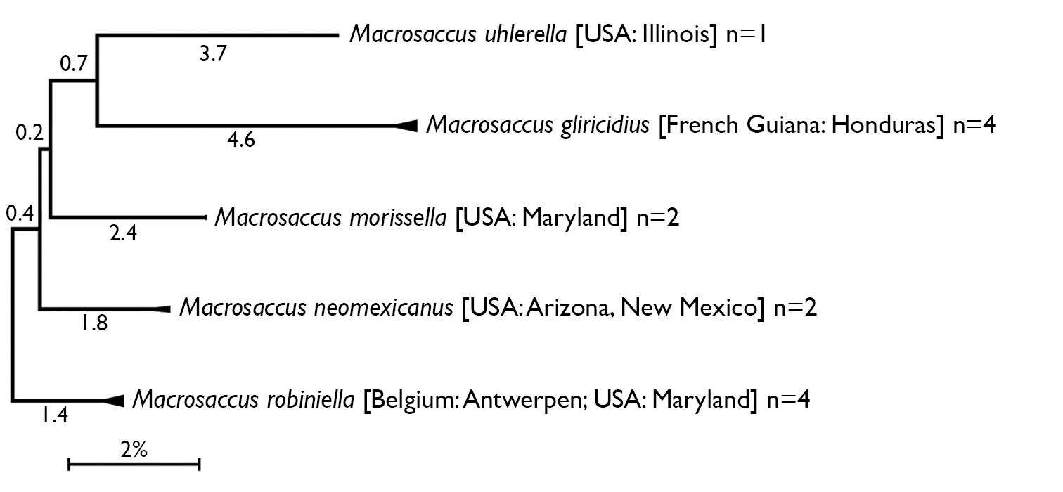 Lithocolletinae resmi