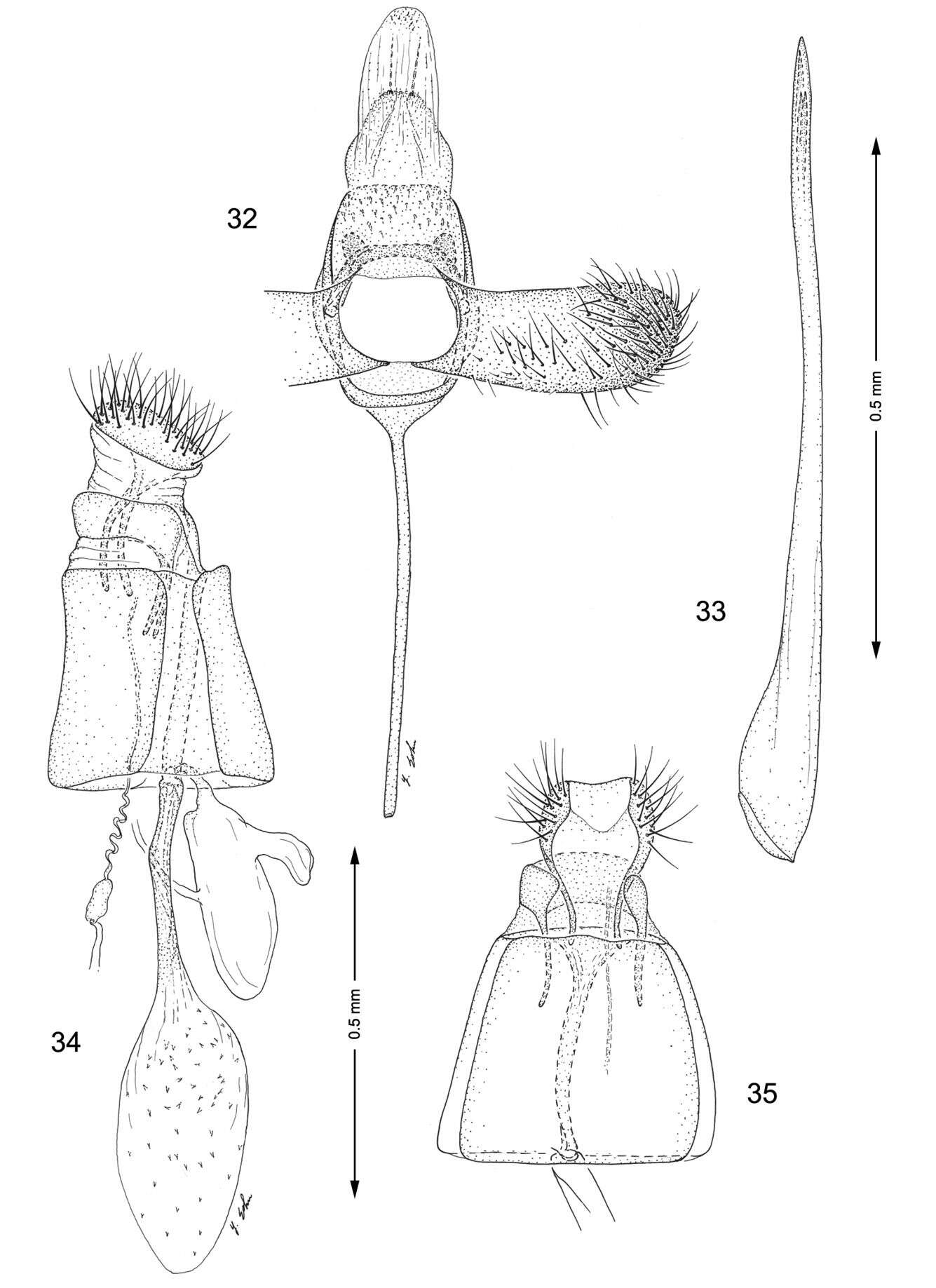 Image of Lithocolletinae