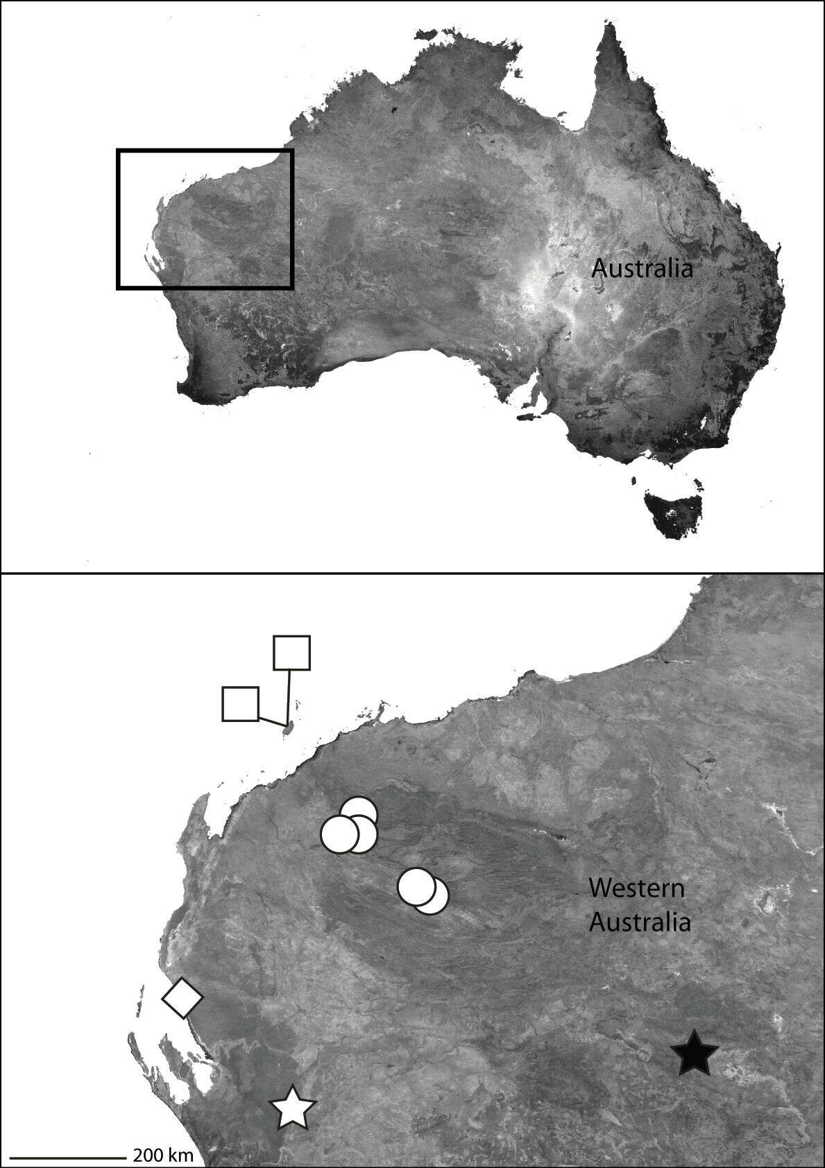 Image of Karaops burbidgei Crews & Harvey 2011