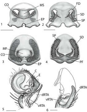 Image de Amamanganops