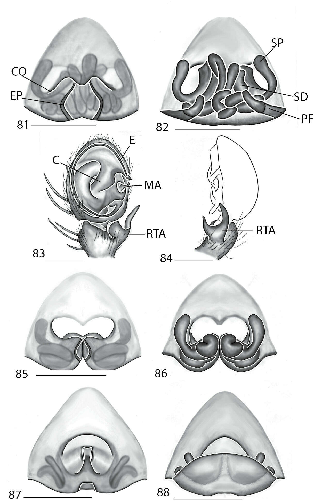 Image of Makdiops