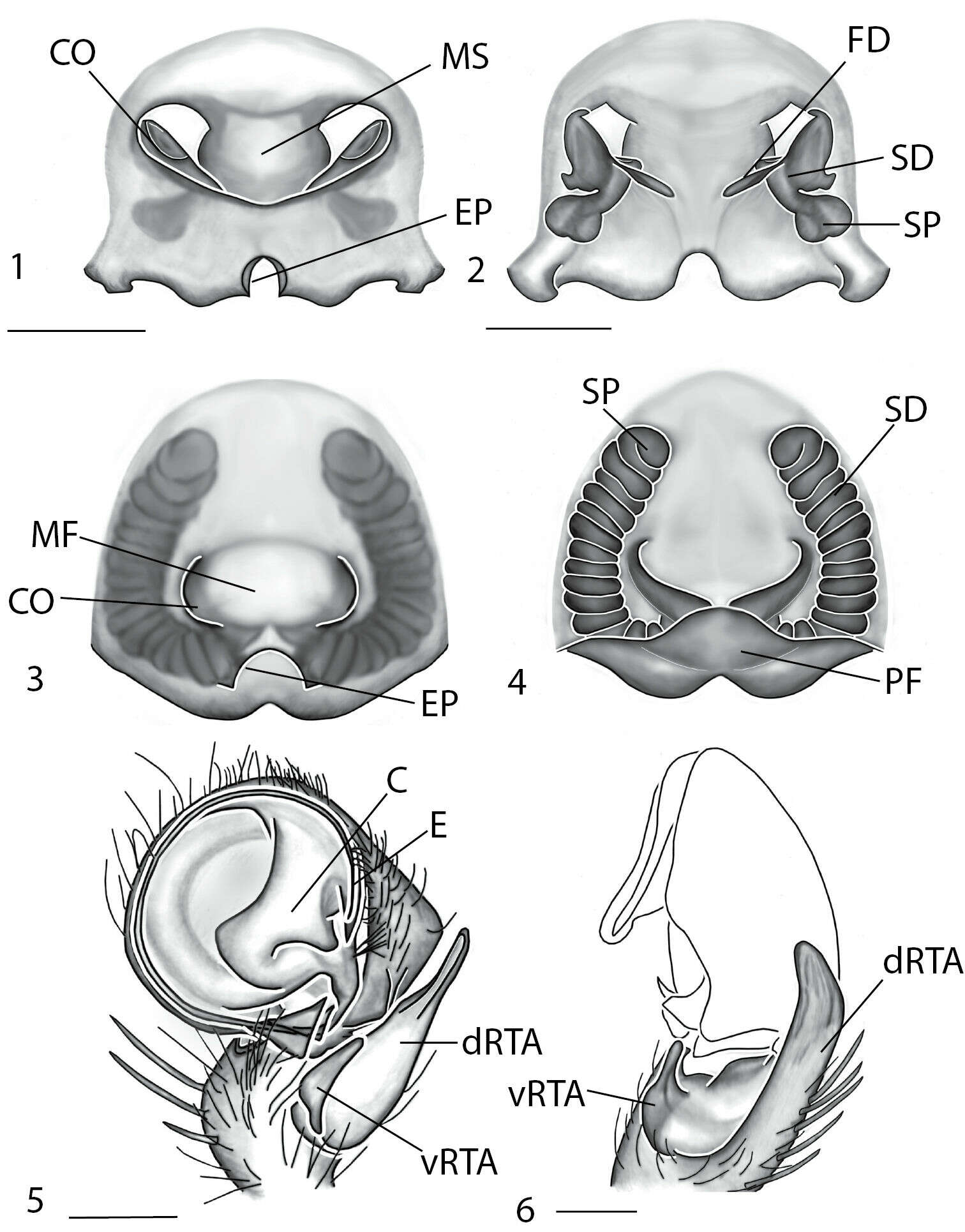 Image of Godumops