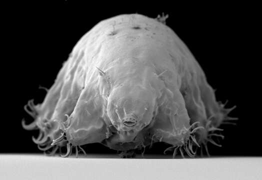 Image of Echiniscoidea