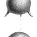 Image of Fissurina staphyllearia Schwager 1866