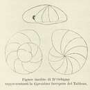 Image of <i>Gyroidina laevigata</i> d'Orbigny 1826