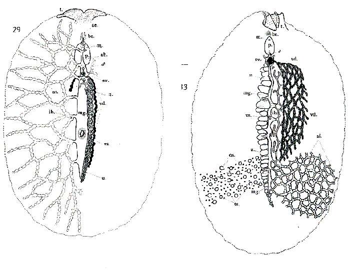 Image of Euryleptodes
