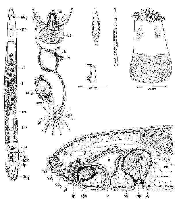 Image of Duploperaclistus
