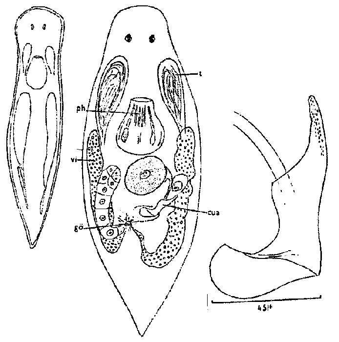 Image of Dalyelliidae