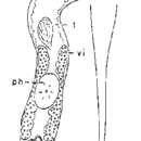 Image of Ciliopharyngiella constricta Martens & Schockaert 1981