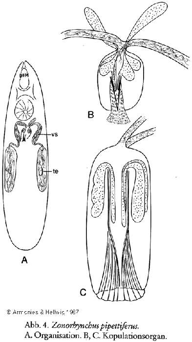 Image of Zonorhynchus