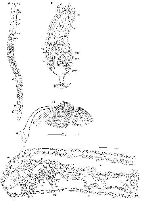 Image of Archimonocelidae