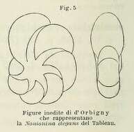 Image of Nonionoidea Schultze 1854