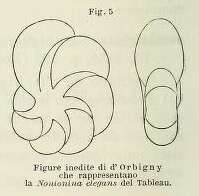 Image of Nonionoidea Schultze 1854