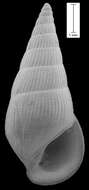 Image of Rissoinidae Stimpson 1865