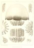 Image of Stomolophidae Haeckel 1880