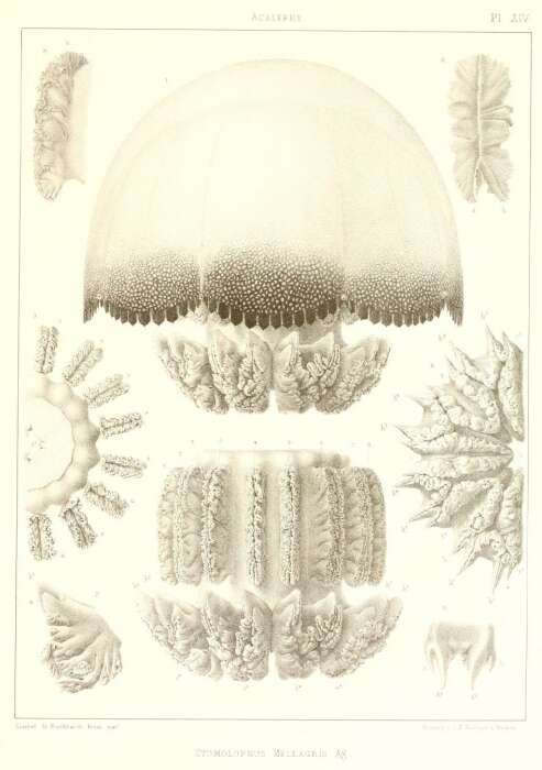 Image of Stomolophidae Haeckel 1880