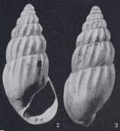 Image of Rissoinidae Stimpson 1865