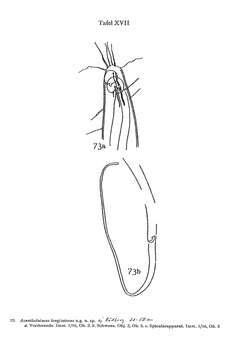 Image of nematodes
