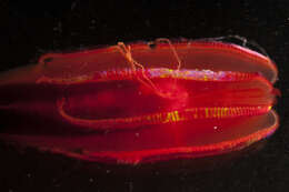 Image of comb jellies