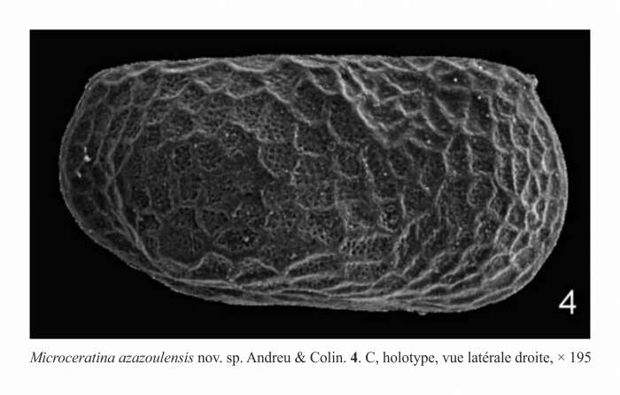 Image of Microceratina Swanson 1980