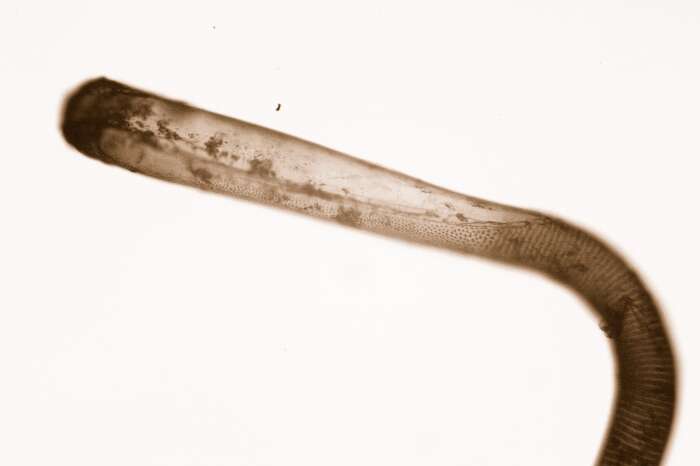 Image of Aeteoidea Smitt 1867