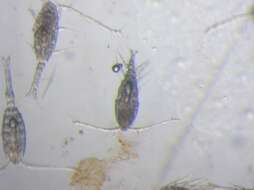 Image of Cyclopoid copepods