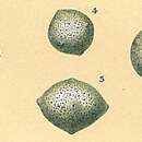 Image of <i>Thurammina albicans</i> Brady 1879
