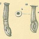 Image of <i>Articularia sagra</i> (d'Orbigny 1839)