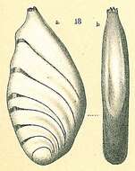 Image of Vaginulinidae