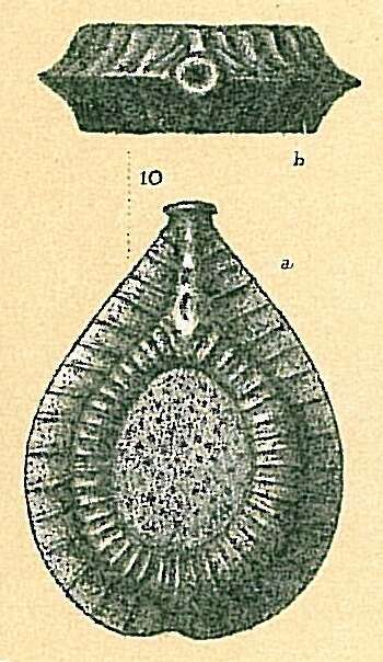 Image of Foraminifera incertae sedis