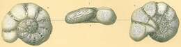 Image of Chilostomelloidea Brady 1881