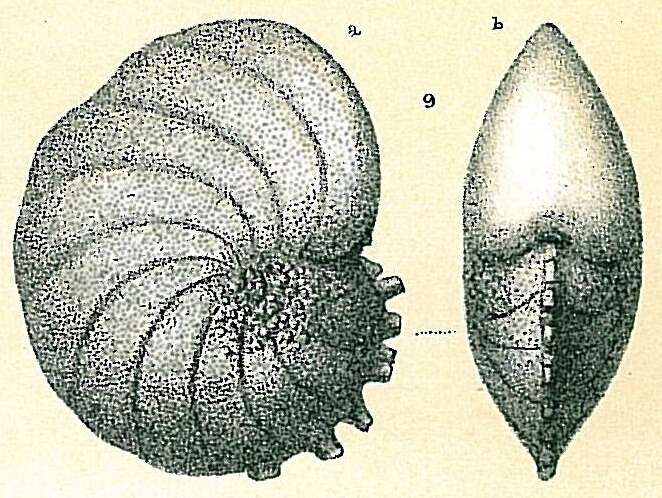 Image of Nonionidae