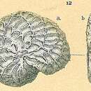Image of Parrellina verriculata (Brady 1881)