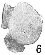 Image of Polymorphinoidea