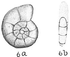 Image of Nonion exponens (Brady, Parker & Jones 1888)