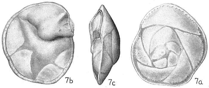 Image of Eponididae
