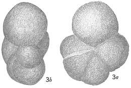 Image of Haplophragmoides sphaeriloculum Cushman 1917