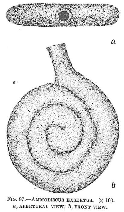 Image of Ammodiscinae Reuss 1862