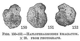 Image of Haplophragmoididae
